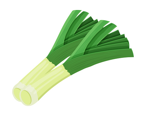 Fresh green leek or pearl onion, vegetable, food. Botanical illustration. Vector