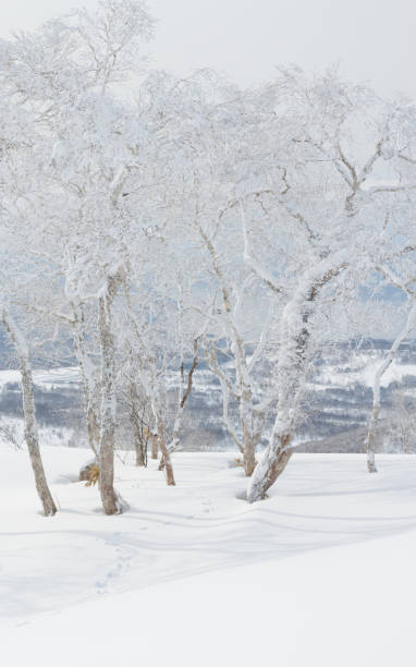 istock Animal tracks leading through snow to trees 1483495650