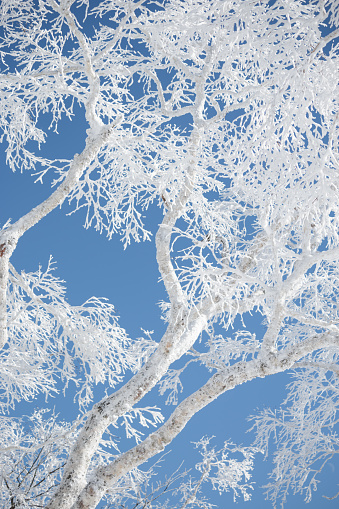 Low angle view of heavy rime frost on silver birch branches against clear blue sky