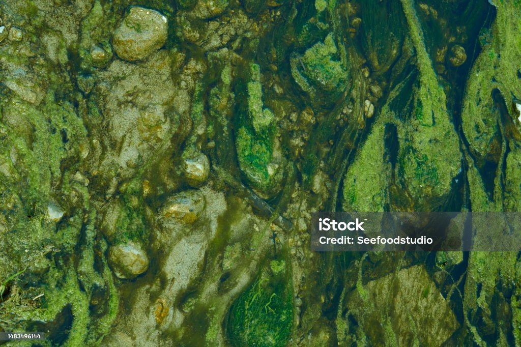 Algae Photo Algae Bloom In The Water Stock Photo - Download Image Now - Algae ...