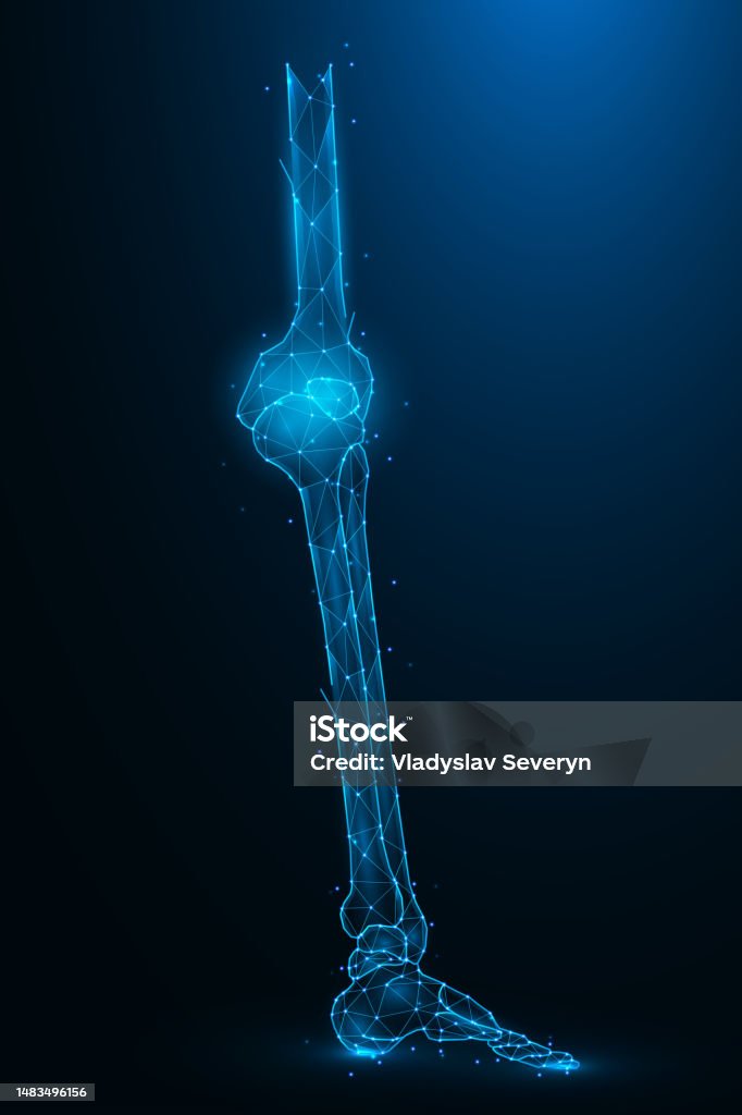 Knee Bone Graphics Polygonal Vector Illustration Of Leg Bones On A Dark Blue Background ...