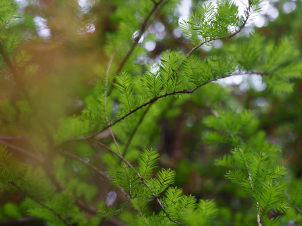 istock Metasequoia tree leaves close-up 1483496824
