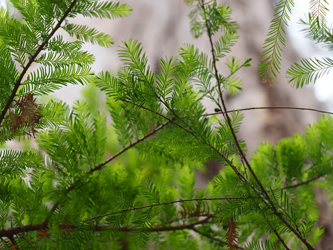 Metasequoia tree leaves close-up