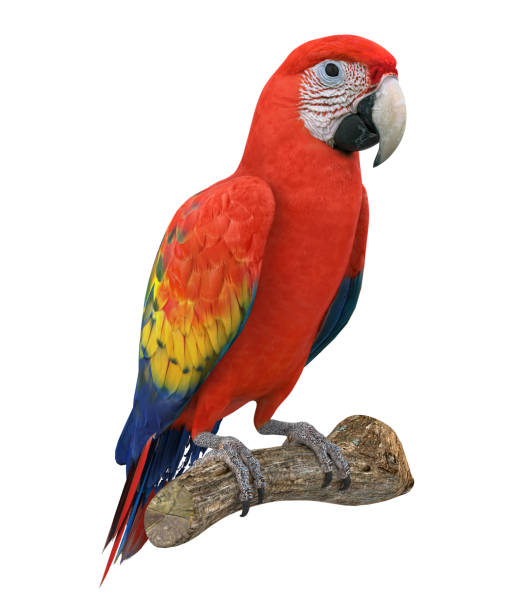 istock Scarlet Macaw Bird Isolated 1483497122