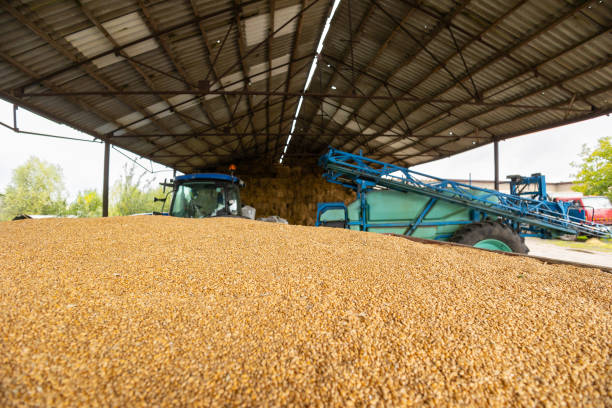 istock Piles of wheat grains at mill storage or grain elevator. The main commodity group in the food markets 1483497207