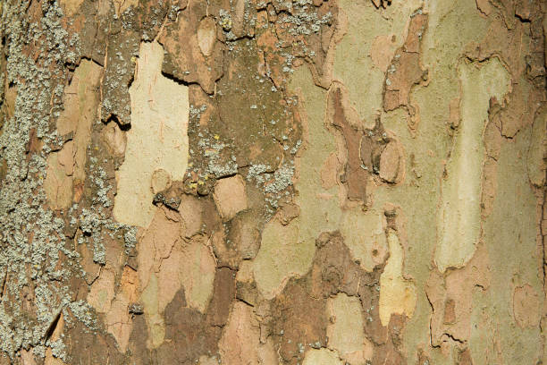 Nature camouflage background of Sycamore tree bark