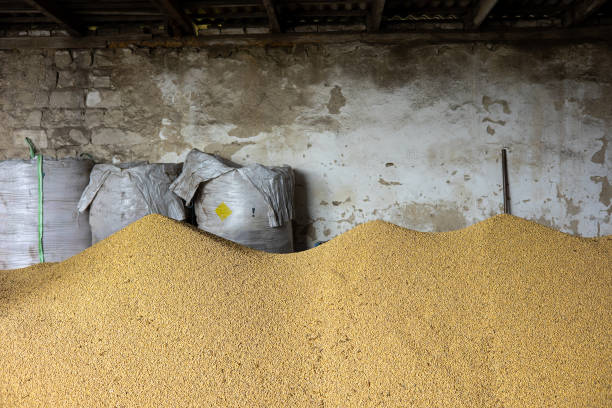 istock Piles and sacks of soybean grains drying at mill storage or grain elevator. The main commodity group in the food markets. Somewhere in Lviv region in west of Ukraine. 1483497784