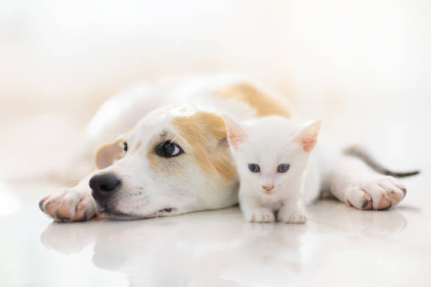 istock Cat and dog sleeping. Puppy and kitten sleep. 1483499899