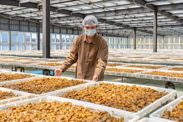 istock A female worker works in a food processing factory 1483500791