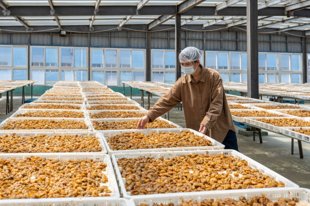 istock An Asian female worker works in a candied fruit processing factory 1483500839