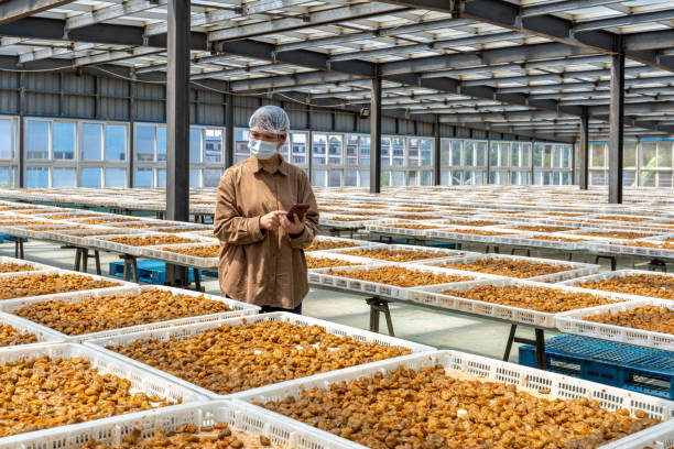 istock An Asian female technician works in a candied fruit processing factory 1483500906