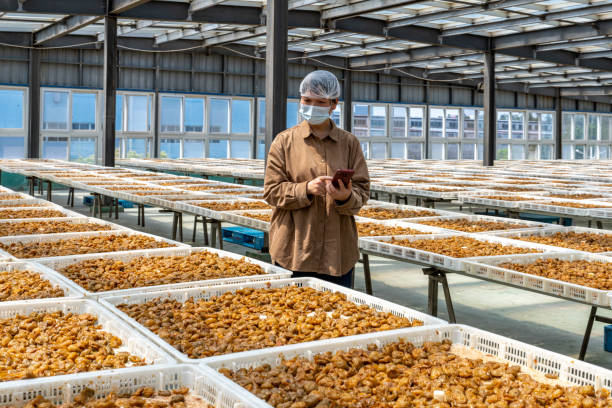 istock An Asian female technician works in a candied fruit processing factory 1483500908