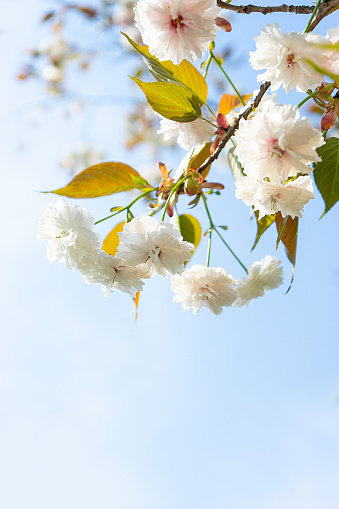 double cherry blossom