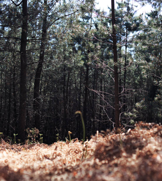 istock the inmensity of the forest 1483503906