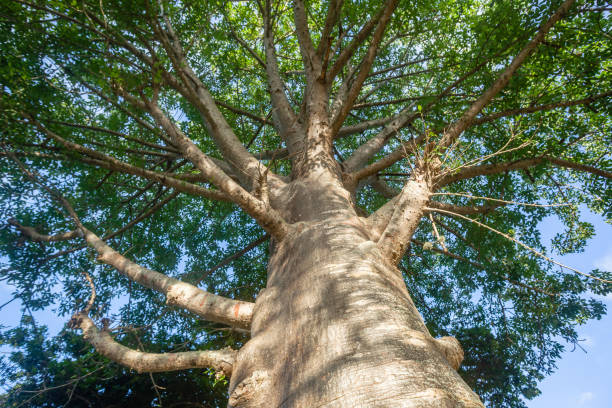 дикая природа большое дерево баобаба - african baobab стоковые фото и изображения