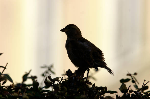 A silhouette of a sparrow on a branch
