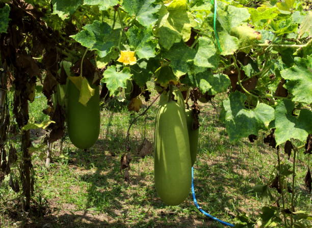 Wax gourd on branch. Young fruit of Winter melon or wax gourd hanging on branch with leaf and flower in garden. waxed gourds stock pictures, royalty-free photos & images
