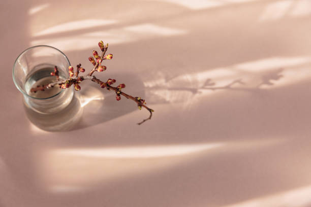 istock dry apple branch with buds in a vase 1483505378