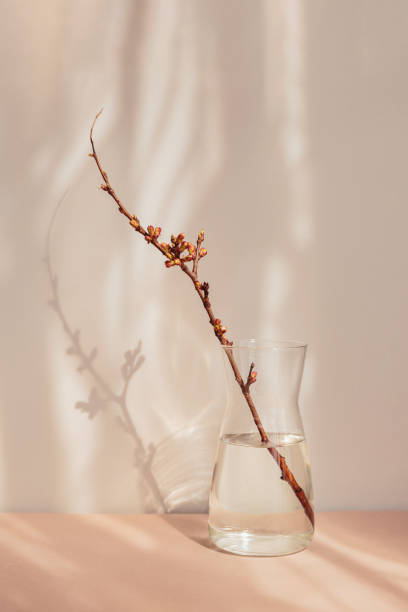 istock dry apple branch with buds in a vase 1483505402