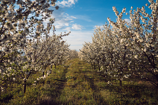 Blossoming orchard in spring.