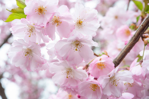 istock Selective focus of beautiful branches of pink Cherry blossoms on the tree under blue sky, Beautiful Sakura flowers during spring season in the park, Flora pattern texture, Nature floral background. 1483505665