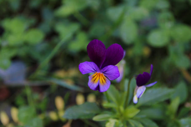 Purple wildflower in the grass