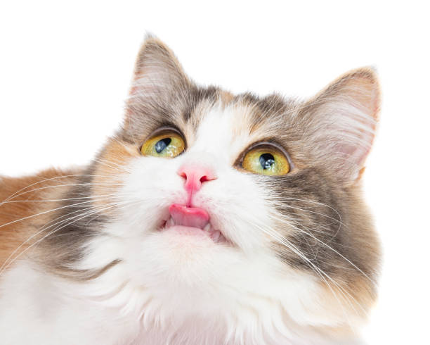 istock Funny fluffy forest cat bright color isolated on the white background 1483506708