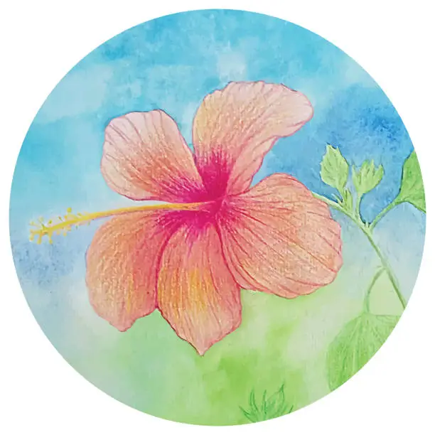 Vector illustration of Vector illustration of an aquarelle - hibiscus.