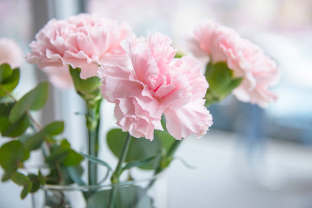 istock Small bouquet of pink carnations selective focus beautiful flowers 1483508585