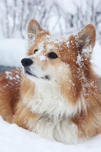 beautiful corgi dog in the snow. fun winter