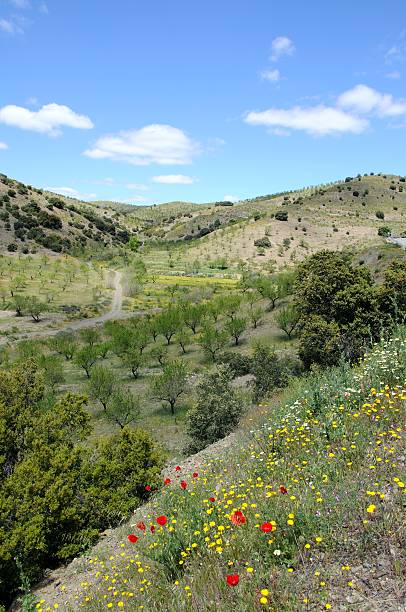 istock Spring flowrs and olive groves, Andalusia, Spain. 148351058