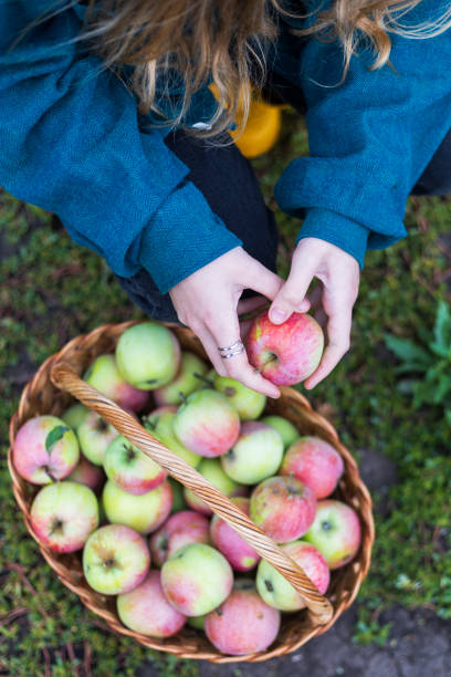 istock girl and apple harvest 1483510860