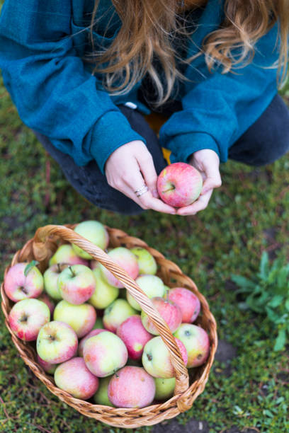 istock girl and apple harvest 1483510876