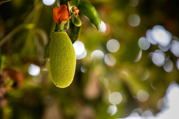 Small jackfruit hanging from tree against green leaves with Selective Focus on the subject. Macro. Close up.