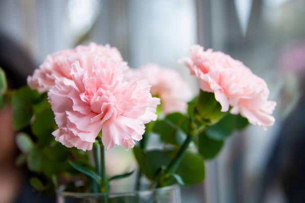 istock Small bouquet of pink carnations selective focus beautiful flowers 1483511236