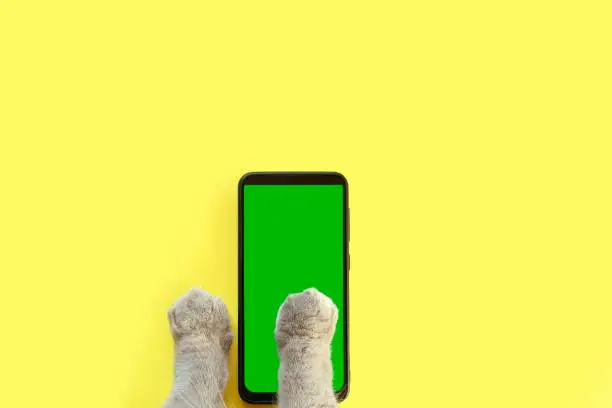 Photo of Cat paw touching, clicking, tapping and swiping phone with chromakey screen. Feline Paw typing smartphone with green background. Close-up. Chroma key vertical mock up for advertising. Cat using phone