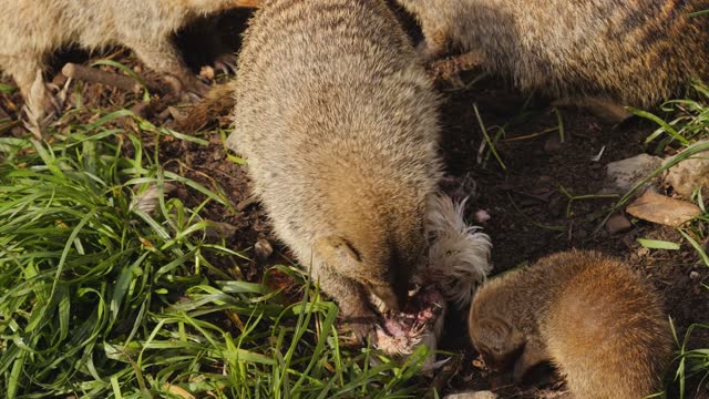 close up of a mongoose