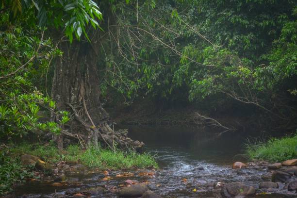 istock a stream runs through an open forest filled with green leaves 1483515307
