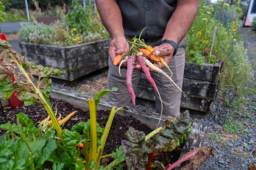 A man holding a handful of colourful carrots above a vege garden
