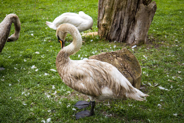 A large swan cleans its feathers. Swan on a green lawn in the mud near the lake in spring. Swans in the park near the reservoir during the day on the green grass.