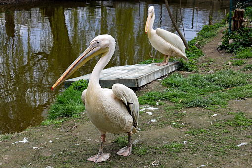 Two white pelicans in zoo on green grass. Wild birds. White Pelican on the farm. Group of pelicans sitting cool and calm in the pond or lake