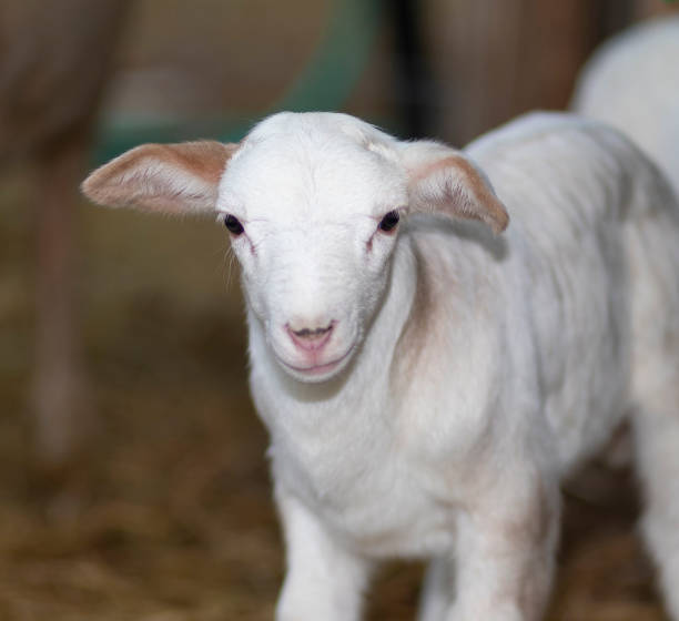 istock Portait of a day old sheep lamb 1483518723