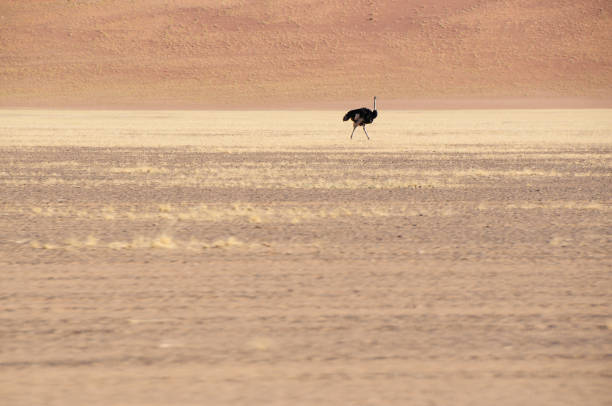 istock ostrich in the savannah 1483518781