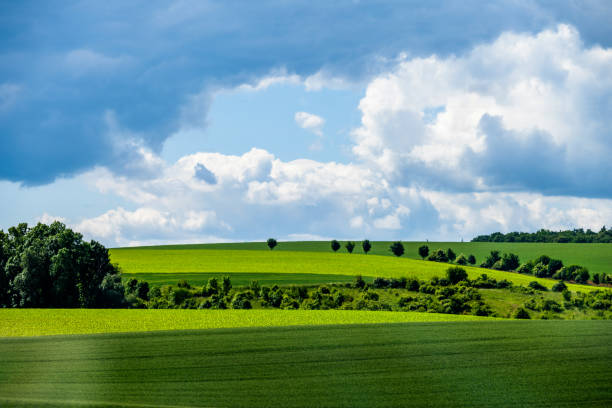 istock Spring field and meadow on hill with tree under cloudy sky, Frystak. 1483519939