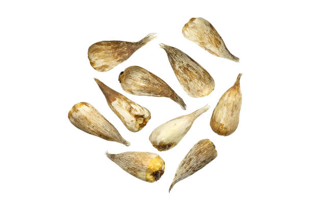 istock Small freesia bulbs for planting 1483521029