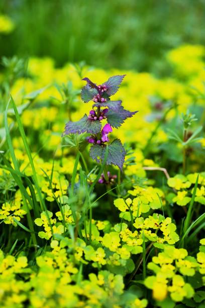 Many yellow Chrysosplenium alternifolium and one purple Lamium purpureum. stock photo