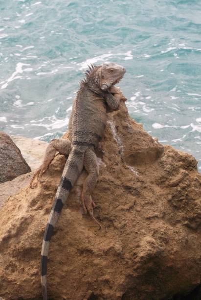 istock an iguana sits on a rock by the ocean 1483521408