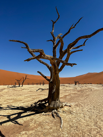 Deadvlei valley, dried lake in desert of Namibia. Sossusvlei dead vlei. Black acacia trees. Sand dunes, national park. Mystic witch place. Sunny summer day. Travel Africa.
