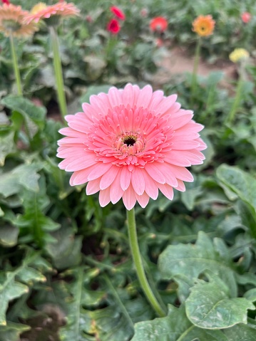 Gerbera flower photo