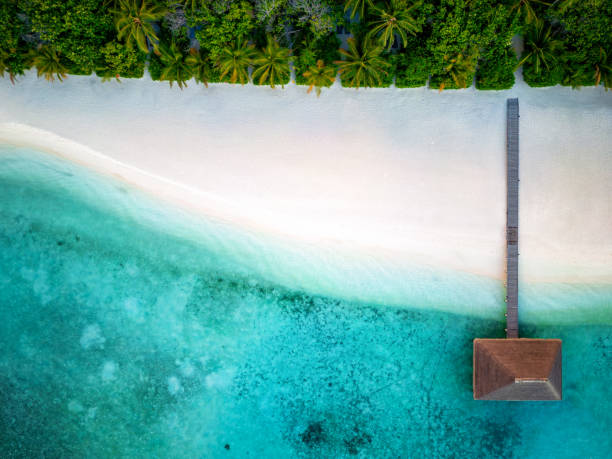 istock Aerial top down view of a empty, tropical beach with palm trees 1483523256
